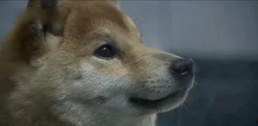 开水虐狗视频大全,揭示人性黑暗面